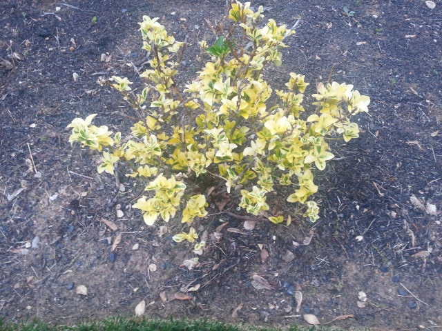 golden euonymus2