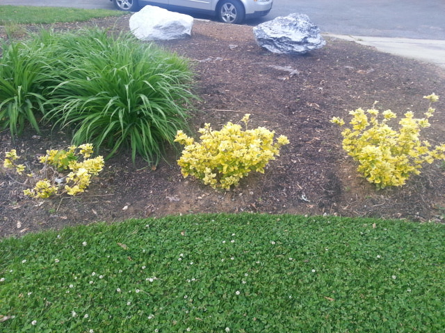 golden euonymus1