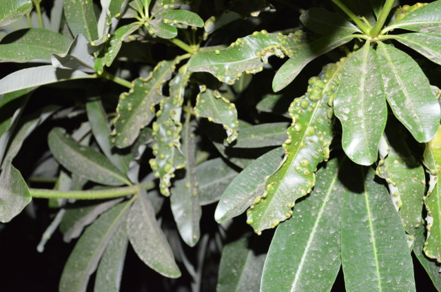 Blisters on Alstonia Scholaris