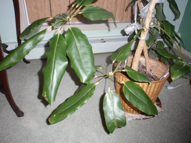 Umbrella Plant