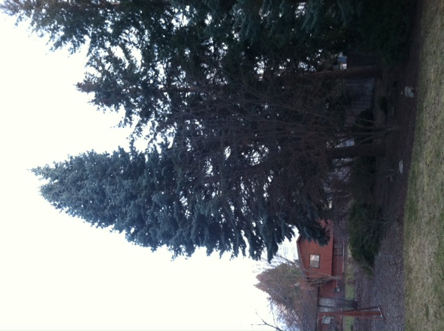 Blue Spruce