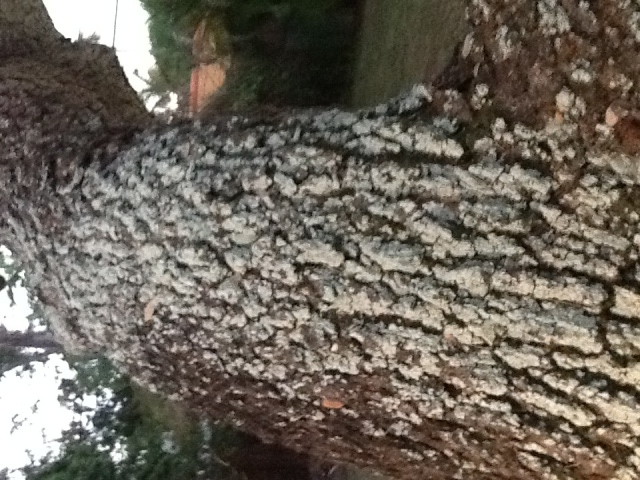 Bark on tree.