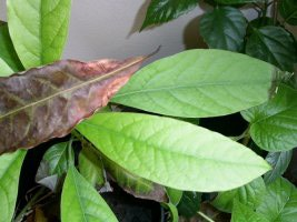 Grey top of the leaves