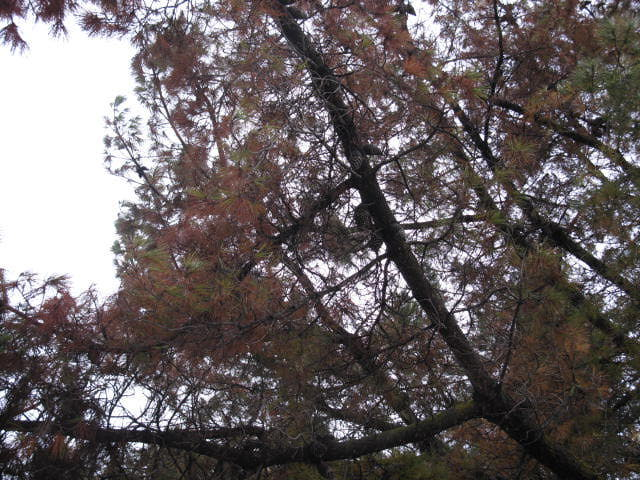 pine tree 