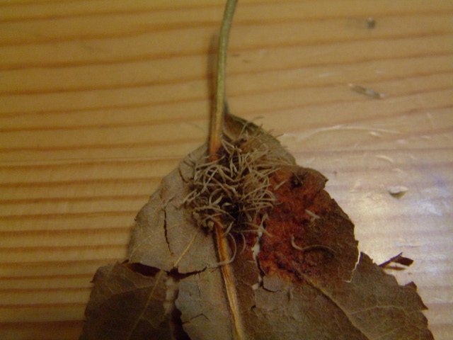 Object on Apple Leaf