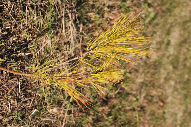 Loblolly Pine - Yellow