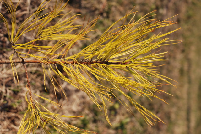 Loblolly pine - Yellow