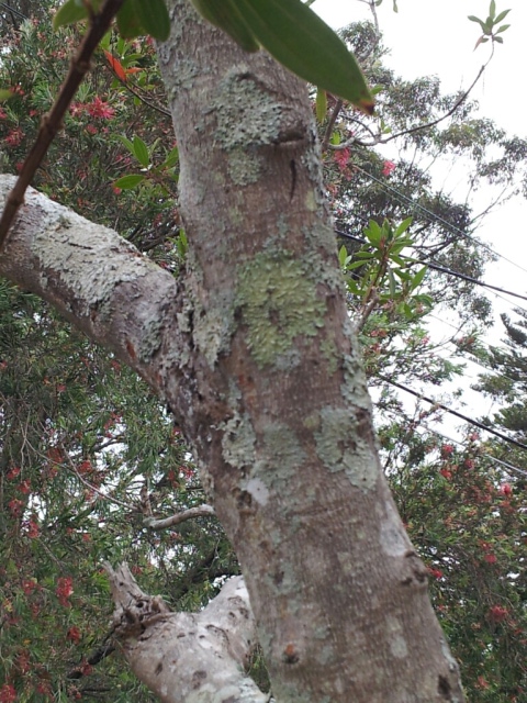 tree trunk of Tibouchinas