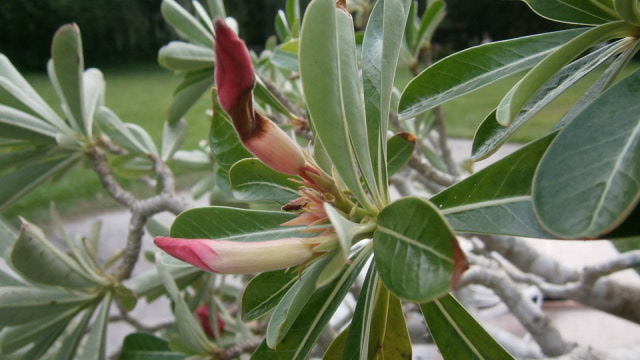 dying flowers