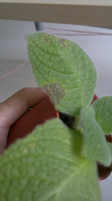 episcia fimbriata blue heaven