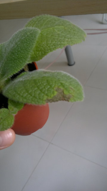 episcia fimbriata blue heaven 1