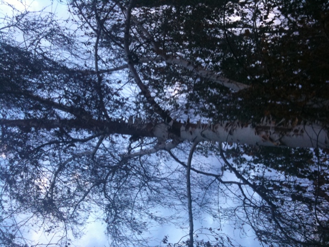 birch tree 1 