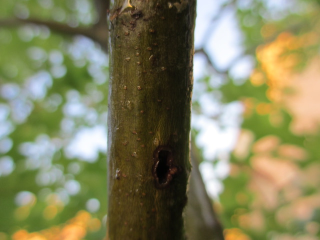 hole in red oak that is oozing