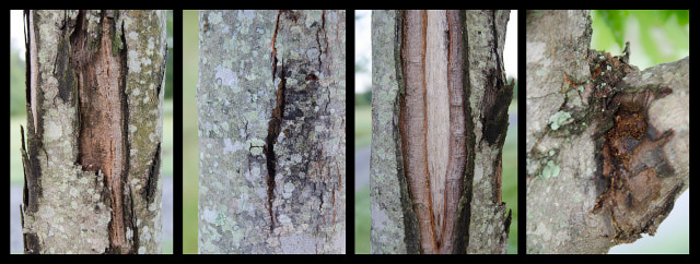 Bark Damage