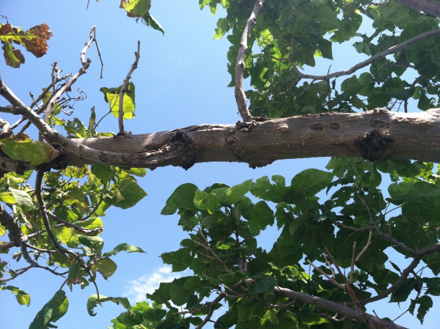 dying catalpa tree