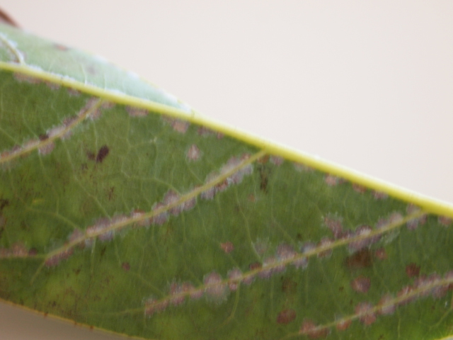 Back of leaf