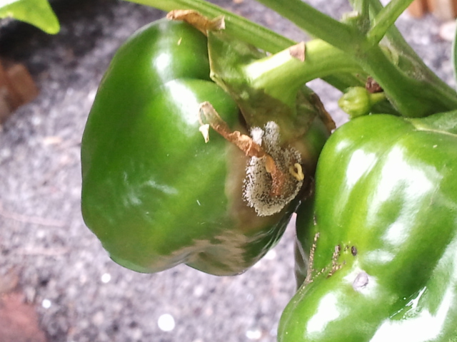 Green Pepper with bad area