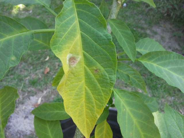 Angel Trumpet leaves