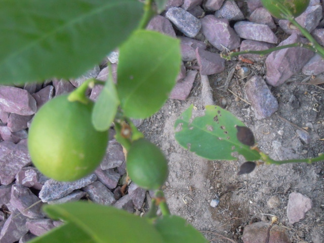 Meyer lemon tree fruit