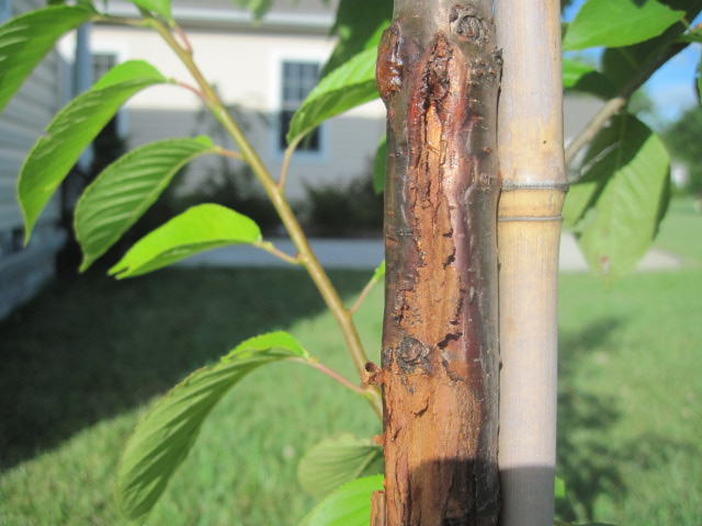 cherry tree bark