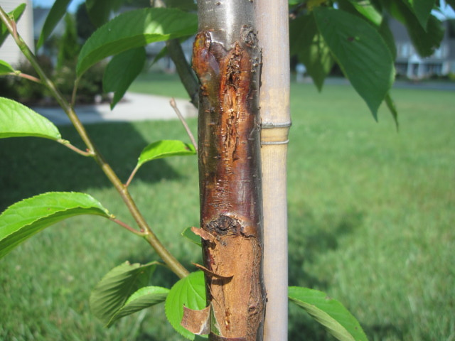 cherry tree problem