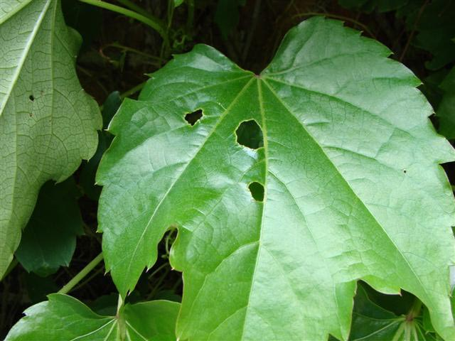 Boston Ivy problem