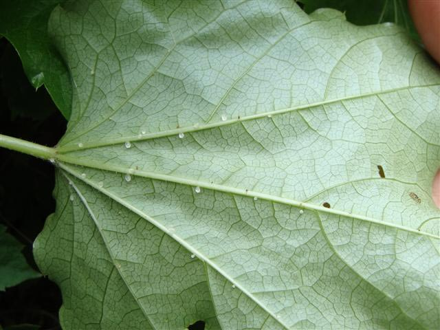 Boston Ivy problem