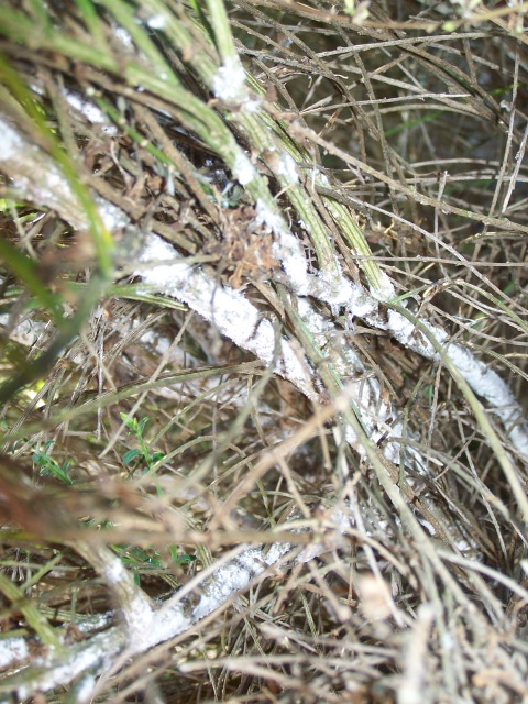 scotch broom picture