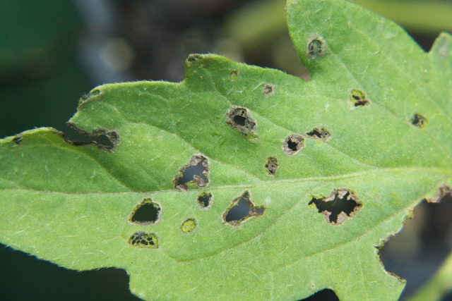 Tomato Leaf