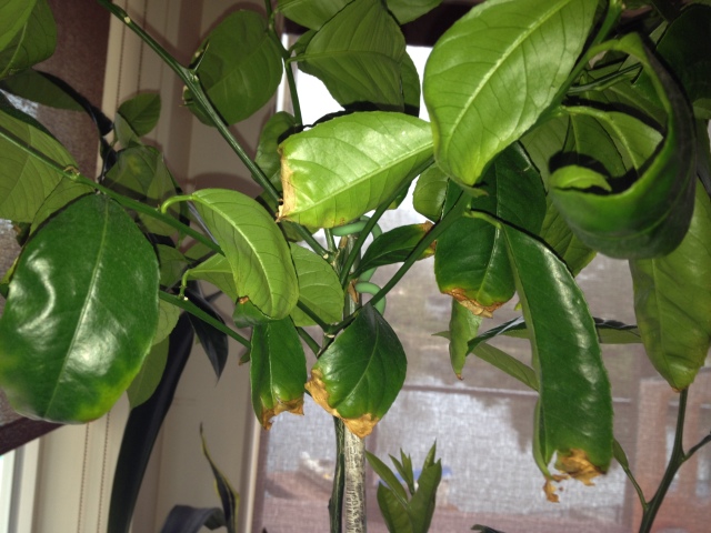 lemon tree leaf issue 1