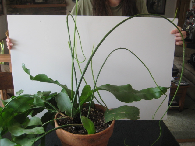 Nightblooming Cereus