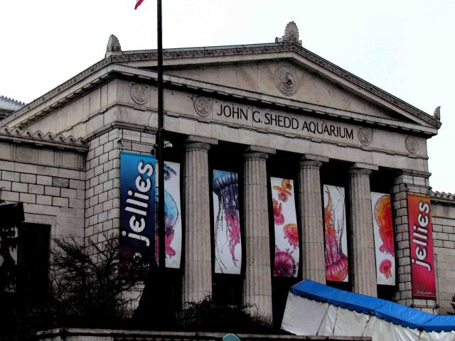 Shedd Aquarium