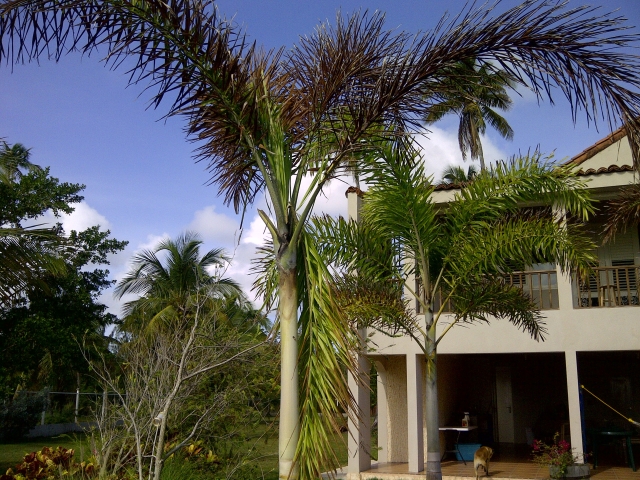 fox tail palm - puerto rico