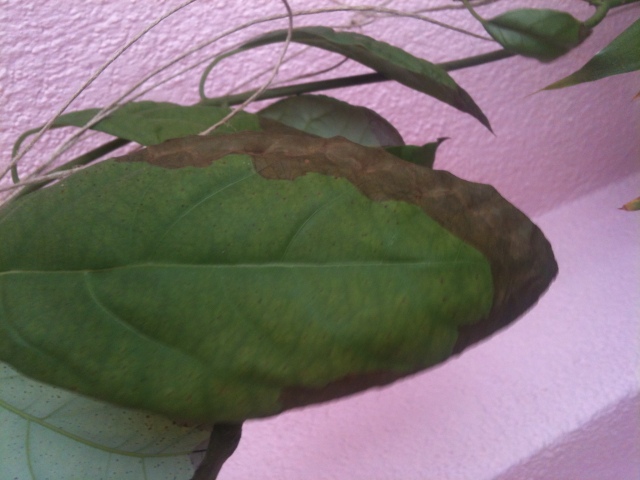 avocado leaves dry