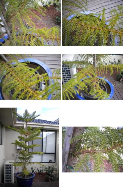 Norfolk Island Pine