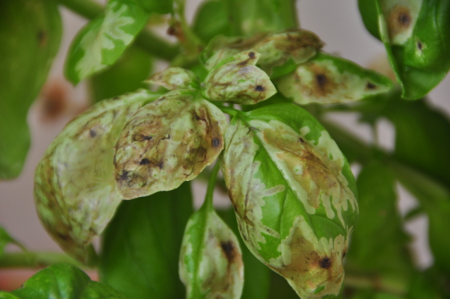 Basil with disease