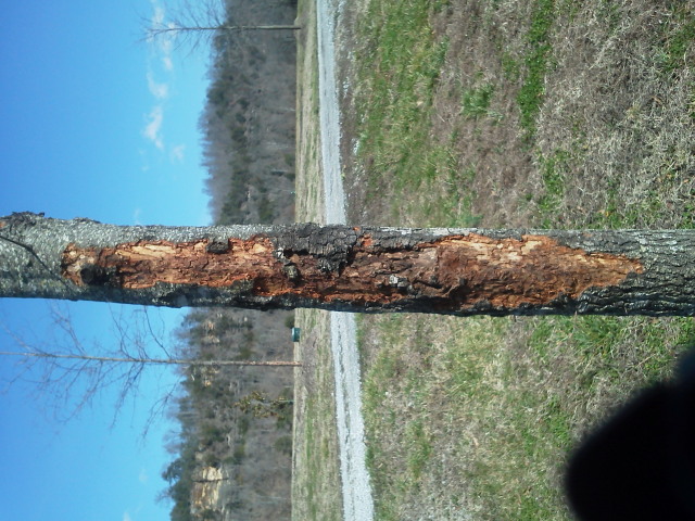 Tree Damage