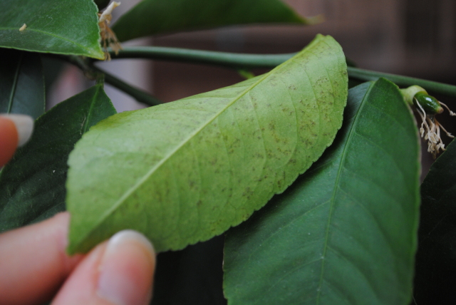 Underside of Leaf