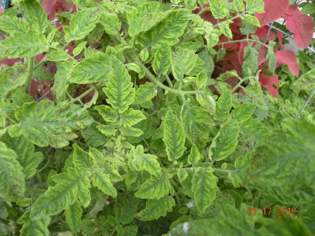 Deformed tomato leaves