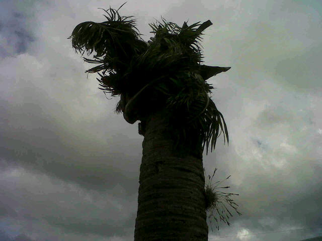 palm tree