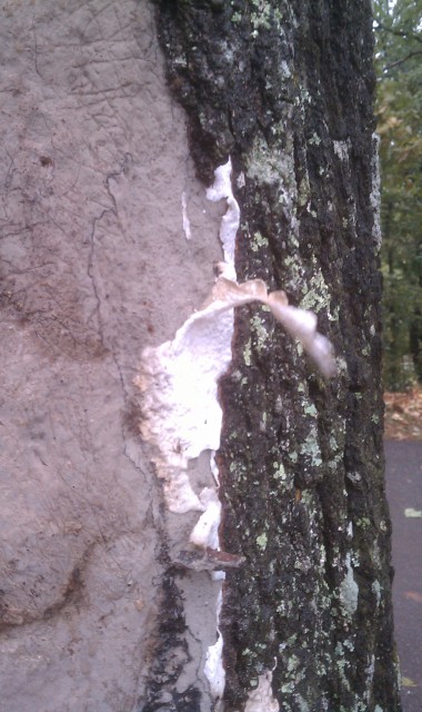 Picture of tree problem