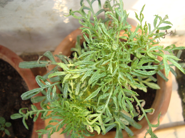 marigold disease