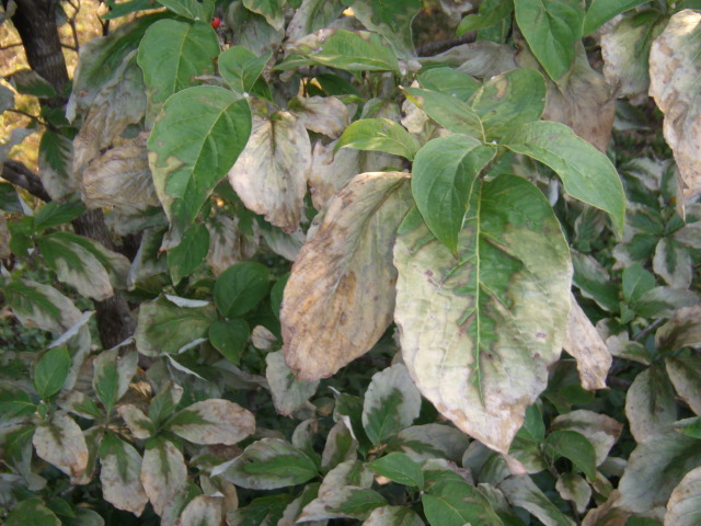 Dogwood leaves