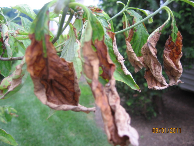 Brown Splotches on Dogwood Tree Leaves