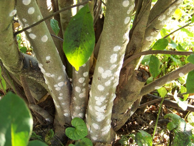 Tulip Tree 