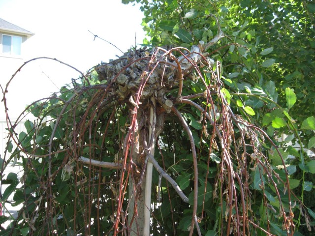 Weeping Pussy Willow Crown