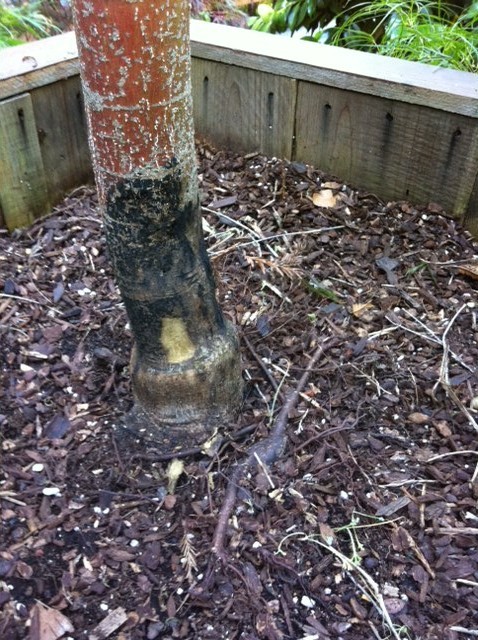 Coral Bark Trunk