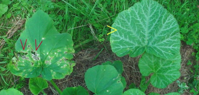 Squash Plants