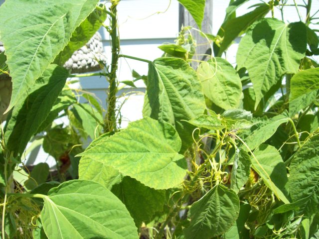 Hibiscus bush