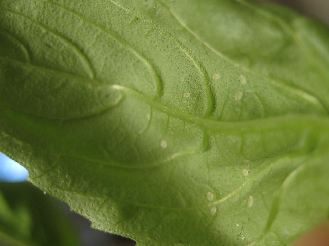 Basil Leaf